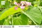 Preview: Schmetterlings-Bauhinie, Bauhinia monandra