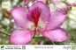 Preview: Bauhinia purpurea Pflanzen