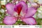 Preview: Bauhinia purpurea