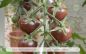 Preview: Tomate Black Cherry