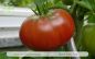 Preview: Tomate Black from Tula