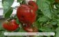 Preview: Tomate Black from Tula