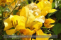 Preview: Bougainvillea spectabilis, Drillingsblume, gelb blühend, Pflanzen