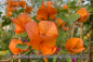 Preview: Bougainvillea spectabilis, Drillingsblume, orange blühend, Pflanzen