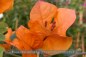 Preview: Bougainvillea spectabilis, Drillingsblume, orange blühend, Pflanzen