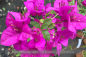 Preview: Bougainvillea glabra, Drillingsblume, violett blühend, Pflanzen
