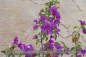 Preview: Bougainvillea glabra, Drillingsblume, violett blühend, Pflanzen