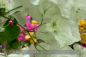 Preview: Bougainvillea spectabilis, Drillingsblume, weiss blühend, Pflanzen