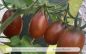 Preview: Tomate Braune Pflaume