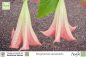 Preview: Brugmansia suaveolens