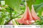 Preview: Brugmansia suaveolens