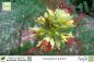 Preview: Caesalpinia gilliesii Pflanzen