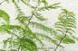 Preview: Caesalpinia gilliesii Pflanzen