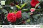 Preview: Camellia japonica Black Lace Pflanzen