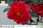 Preview: Camellia japonica Kramers Supreme Pflanzen