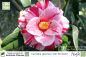 Preview: Camellia japonica Oki No Nami Pflanze