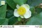 Preview: Camellia sinensis Pflanzen