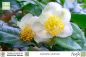 Preview: Camellia sinensis