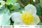 Preview: Camellia sinensis