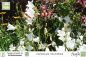 Preview: Campanula rotundifolia