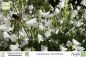 Preview: Campanula rotundifolia