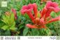 Preview: Campsis radicans