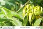Preview: Cananga odorata Pflanzen