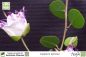 Preview: Capparis spinosa Pflanzen