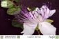 Preview: Capparis spinosa