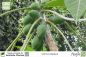 Preview: Carica papaya Pflanzen