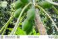 Preview: Carica papaya