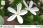 Preview: Carissa macrocarpa Pflanzen
