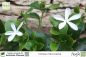 Preview: Carissa macrocarpa Pflanzen