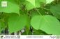 Preview: Catalpa bignonioides Pflanzen