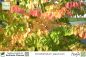 Preview: Cercidiphyllum japonicum Pflanzen