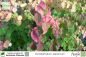 Preview: Cercidiphyllum japonicum Pflanzen