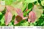 Preview: Cercidiphyllum japonicum