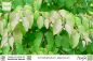 Preview: Cercidiphyllum japonicum