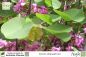 Preview: Cercis siliquastrum Pflanzen