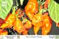 Preview: Bhut Jolokia Orange