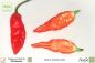Preview: Bhut Jolokia Rot