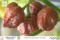Preview: Chili Trinidad Moruga Scorpion Chocolate