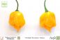 Preview: Chili Trinidad Scorpion Yellow