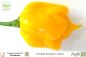 Preview: Chili Trinidad Scorpion Yellow