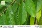 Preview: Cinnamomum camphora Pflanzen