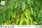 Preview: Cinnamomum camphora Pflanzen