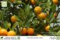Preview: Citrofortunella mitis Pflanzen