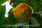 Preview: Citrus aurantium Pflanze