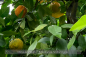 Preview: Citrus aurantium Pflanze