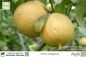 Preview: Citrus bergamia Pflanzen